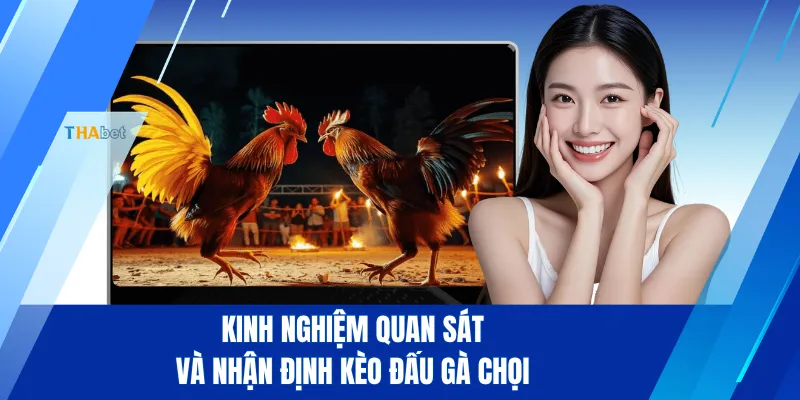 Kinh nghiệm quan sát và nhận định kèo đấu gà chọi
